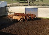As vacas do treino